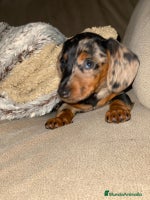 Teckel perros - Anuncio 7