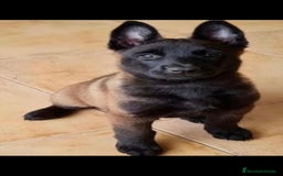 Pastor Belga Malinois perros en venta: Pastor belga malinois  - Imagen 1