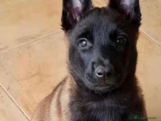 Pastor Belga Malinois perros - Anuncio 1