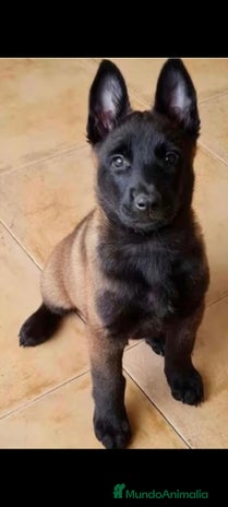 Pastor Belga Malinois perros Pastor belga malinois - Anuncio 1