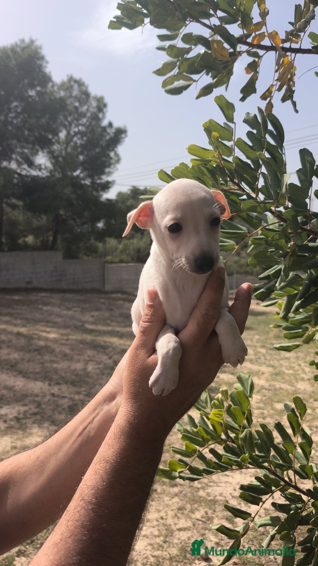 Pequeño Lebrel Italiano perros Pequeño Lebrel Italiano Piccolo Galgo Italiano  - Anuncio 3