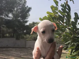 Pequeño Lebrel Italiano perros Pequeño Lebrel Italiano Piccolo Galgo Italiano - Anuncio 3