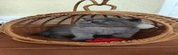 Británico de Pelo Corto gatos en venta: Gato British Shorthair  - Anuncio 4