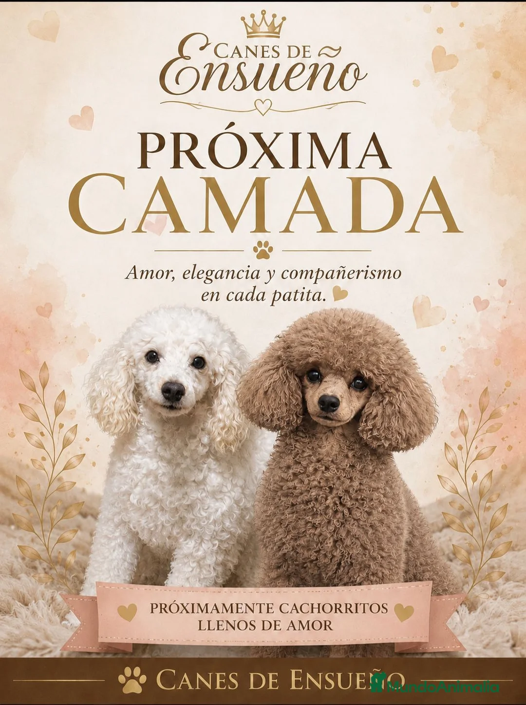 Caniche Toy perros en venta: Caniche enano/toy - Anuncio 1