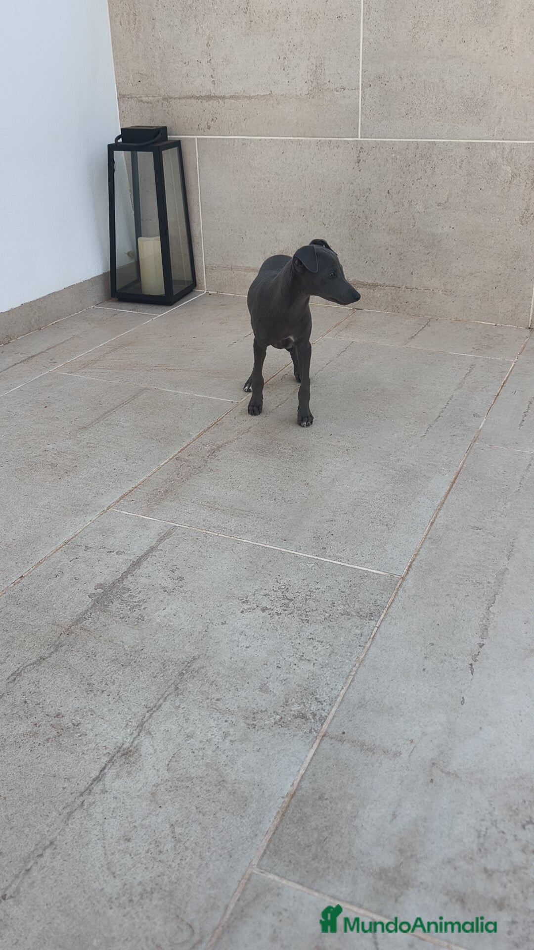 Pequeño Lebrel Italiano perros en venta: Pequeño lebrel Italiano macho  - Anuncio 5