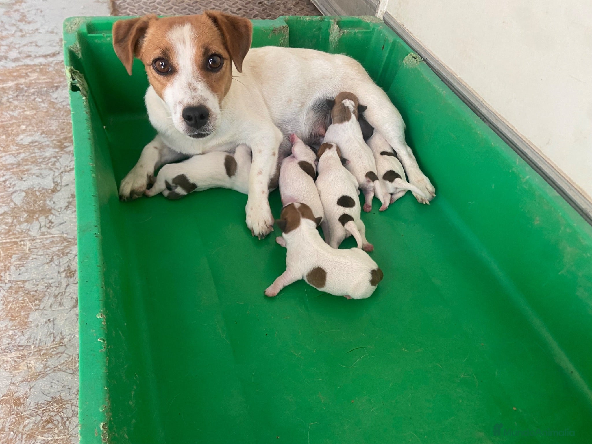 Jack Russell Terrier perros Jack russell terrier  - Anuncio 1