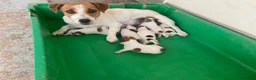 Jack Russell Terrier perros en venta: Jack russell terrier  - Anuncio 1