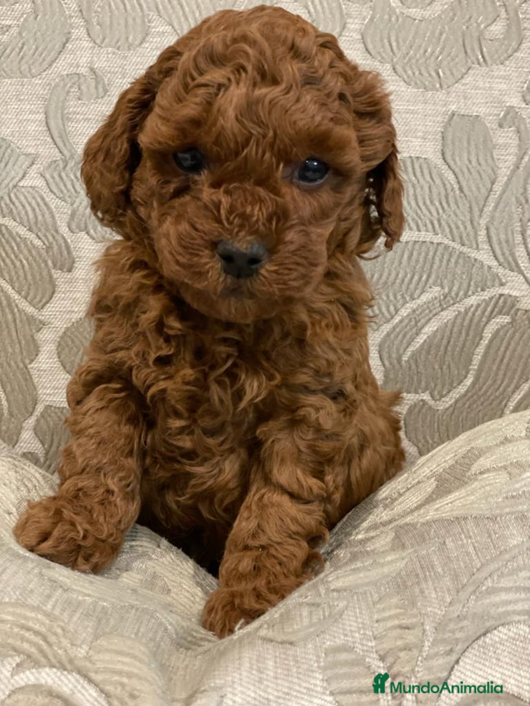Caniche Toy perros en venta: caniche toy rojo - Imagen 4