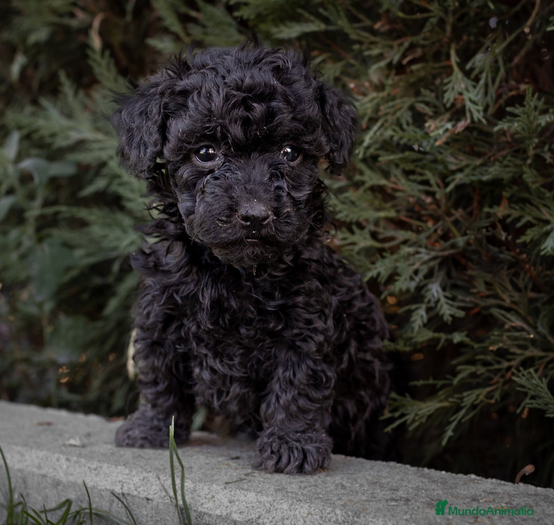 Caniche Toy perros en venta: Camada caniche Toy negro - Imagen 3