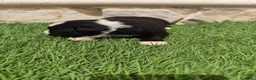 Border Collie perros en venta: Border Collie hembra   - Anuncio 12