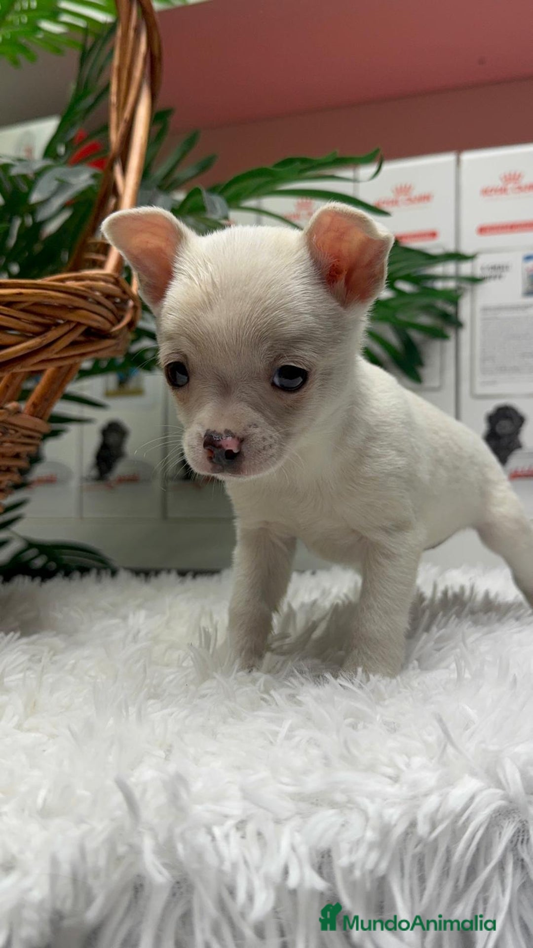 Chihuahua perros en venta: CHIHUAHUA MACHO - Anuncio 9