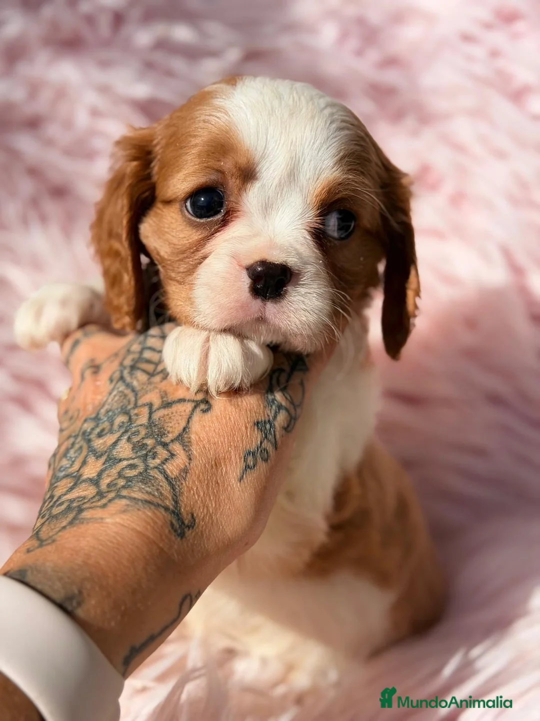 Cavalier King Charles Spaniel perros en venta: Camada de cavalier  - Anuncio 2