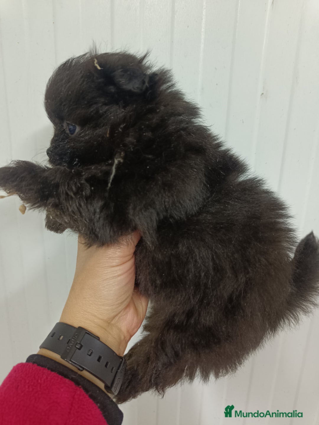 Raza Mixta perros en venta: Pomerania mix bichon - Anuncio 3