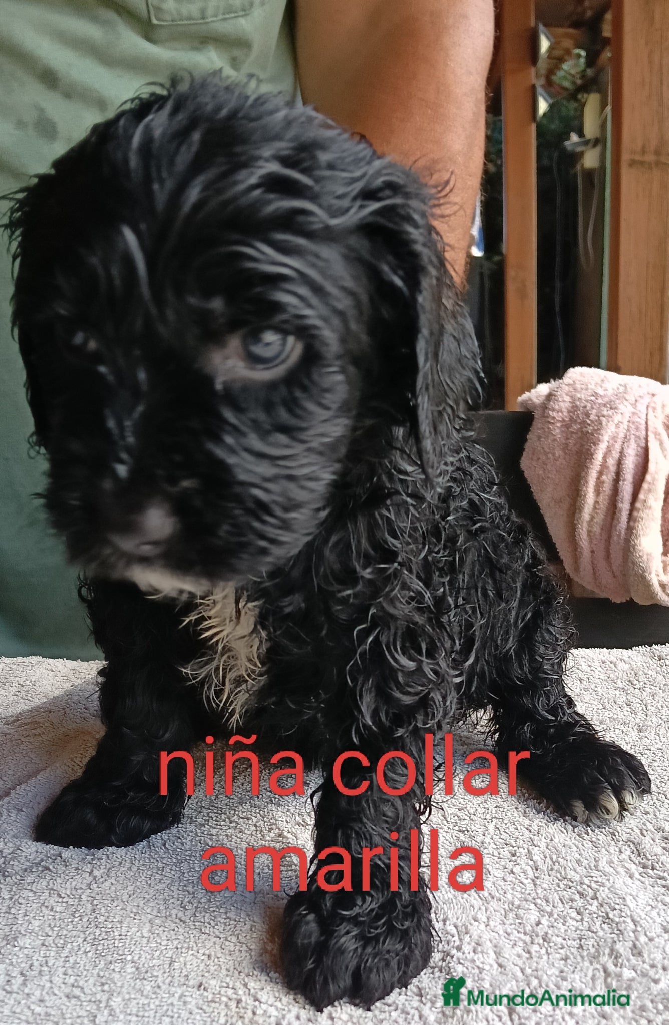 Labradoodle perros en venta: Labradoodles - Anuncio 4