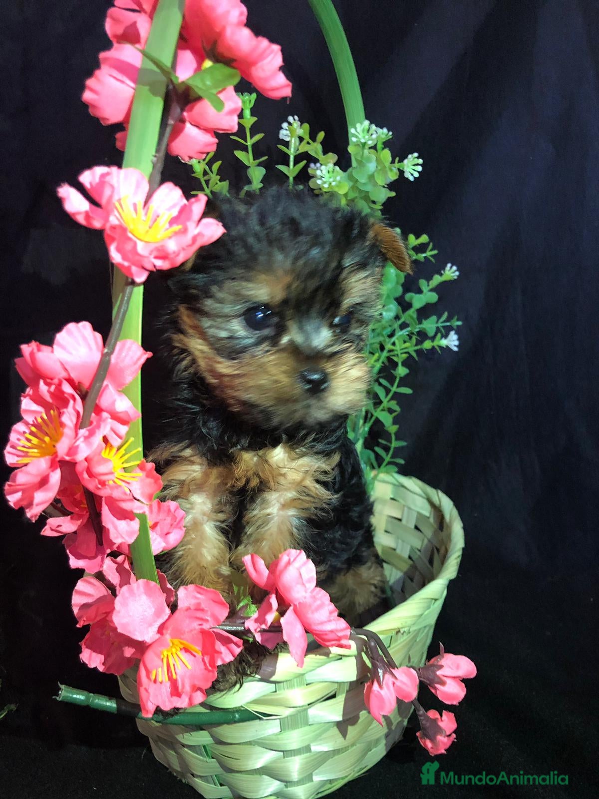 Yorkshire Terrier perros YORKSHIRE MINI  - Anuncio 1