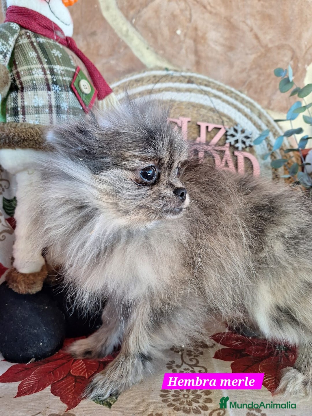 Pomerania perros en venta: Pomeranias merle,black merle¡¡Toy!! - Anuncio 4