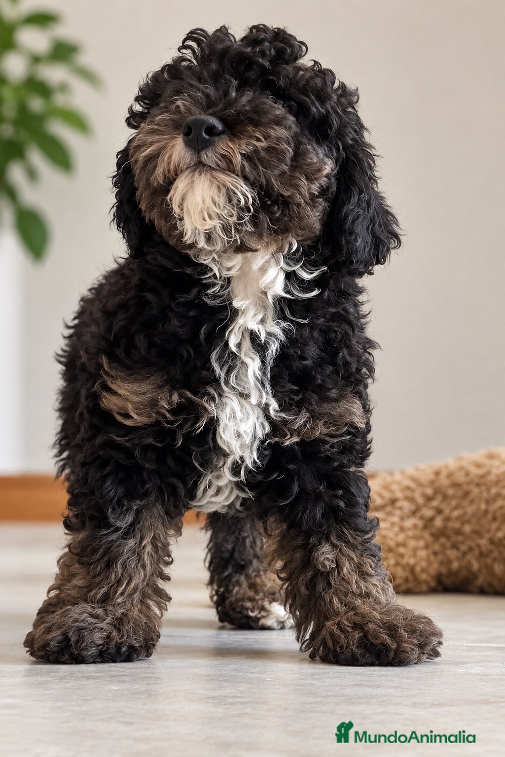 Caniche Enano perros 🐾 ¡UNA PEQUEÑA JOYA TRICOLOR BUSCA FAMILIA! 🐶❤️ - Anuncio 1