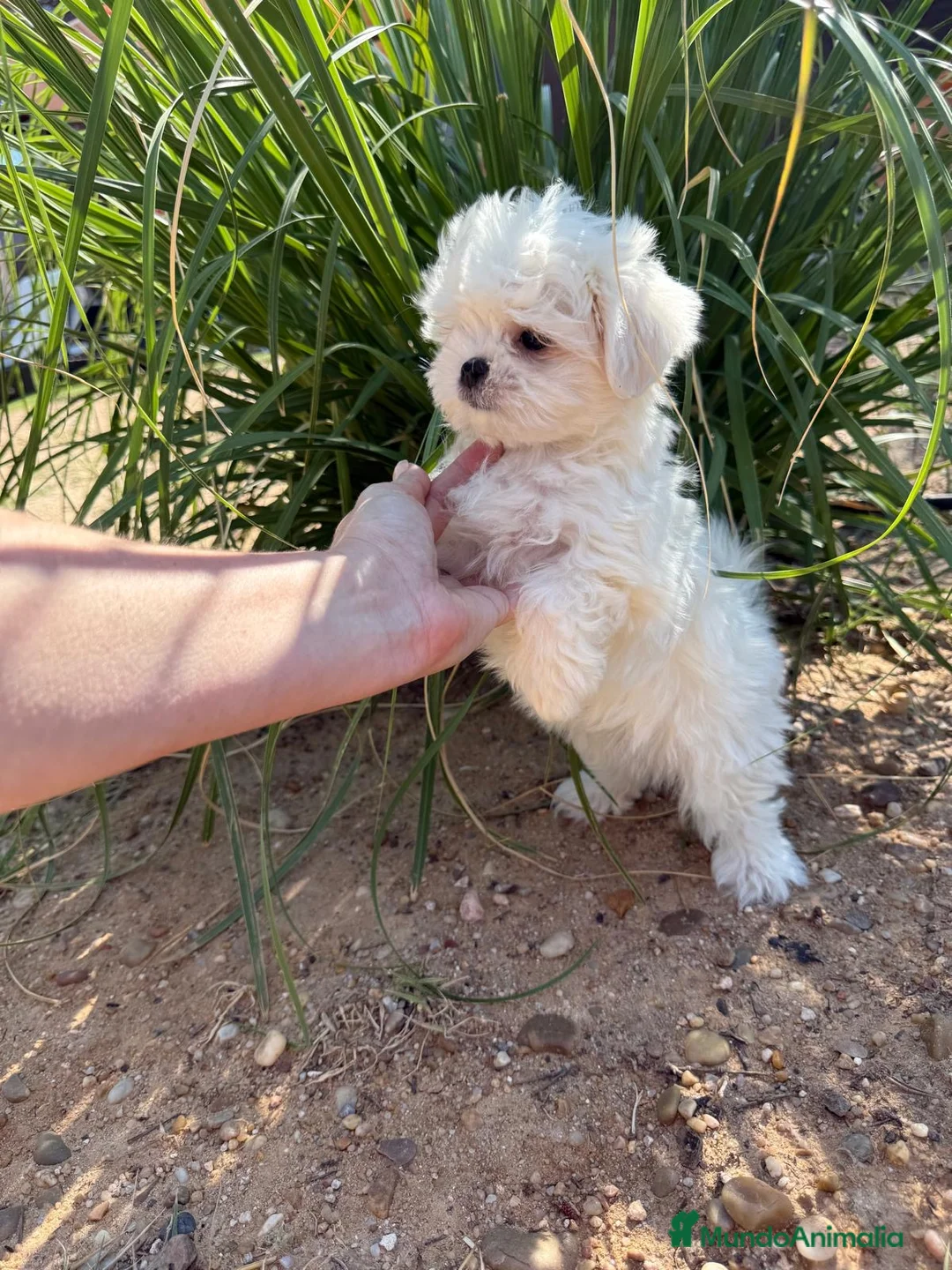 Bichón Maltés perros en venta: Bichon miniatura líneas coreanas!!! - Anuncio 1