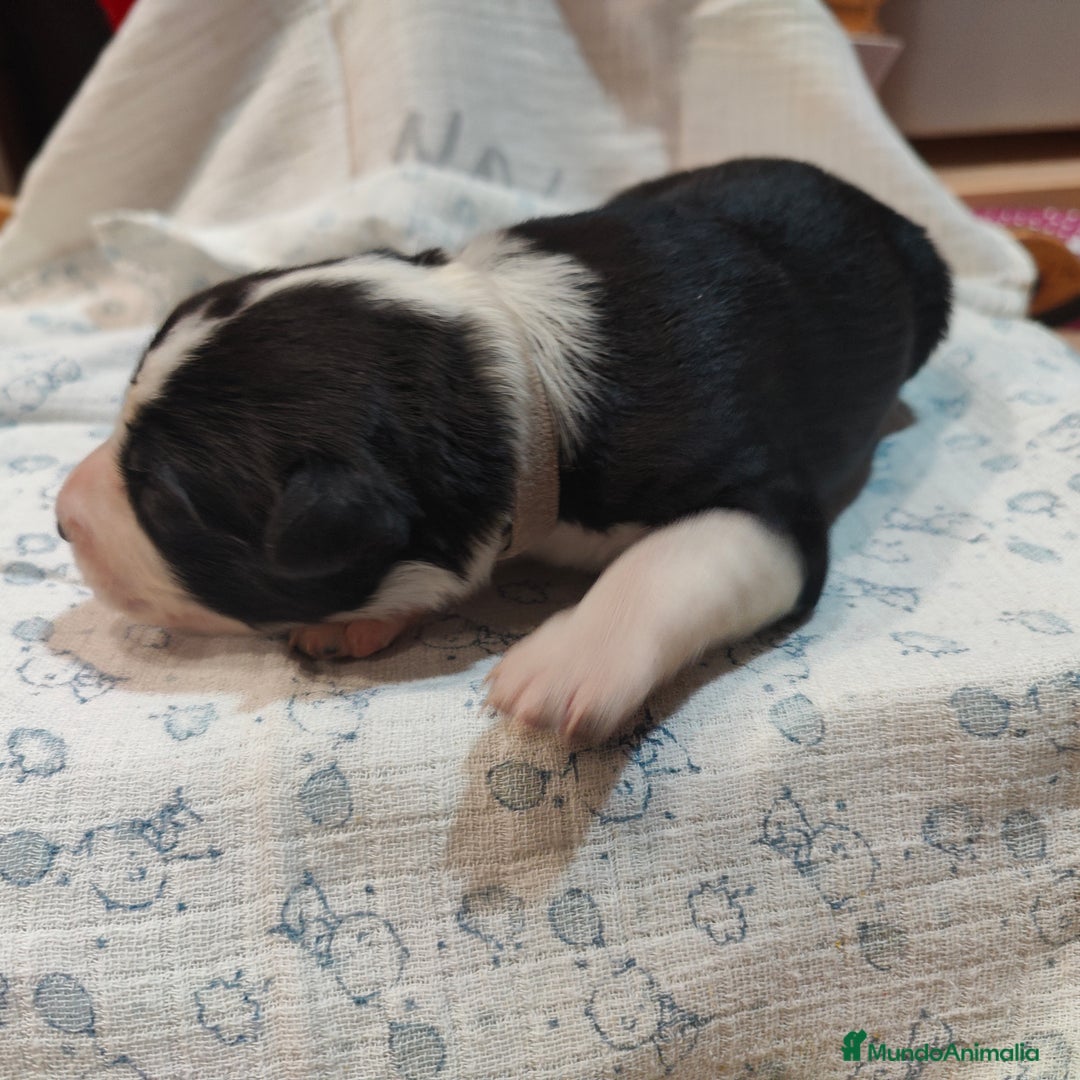 Border Collie perros en venta: Border collie blanco/negro disponibles - Anuncio 3