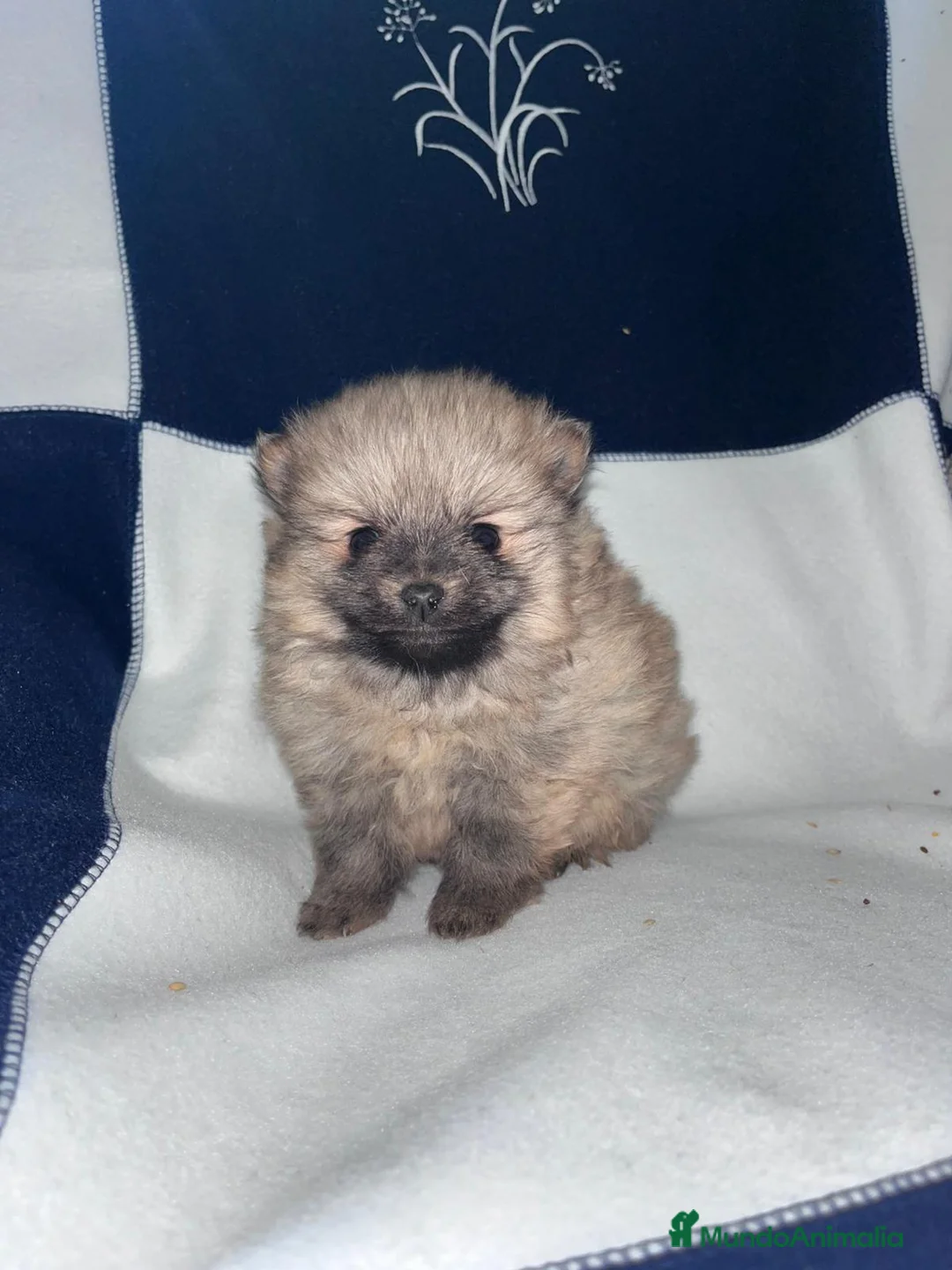 Pomerania perros en venta: Pomerania toy  - Anuncio 6