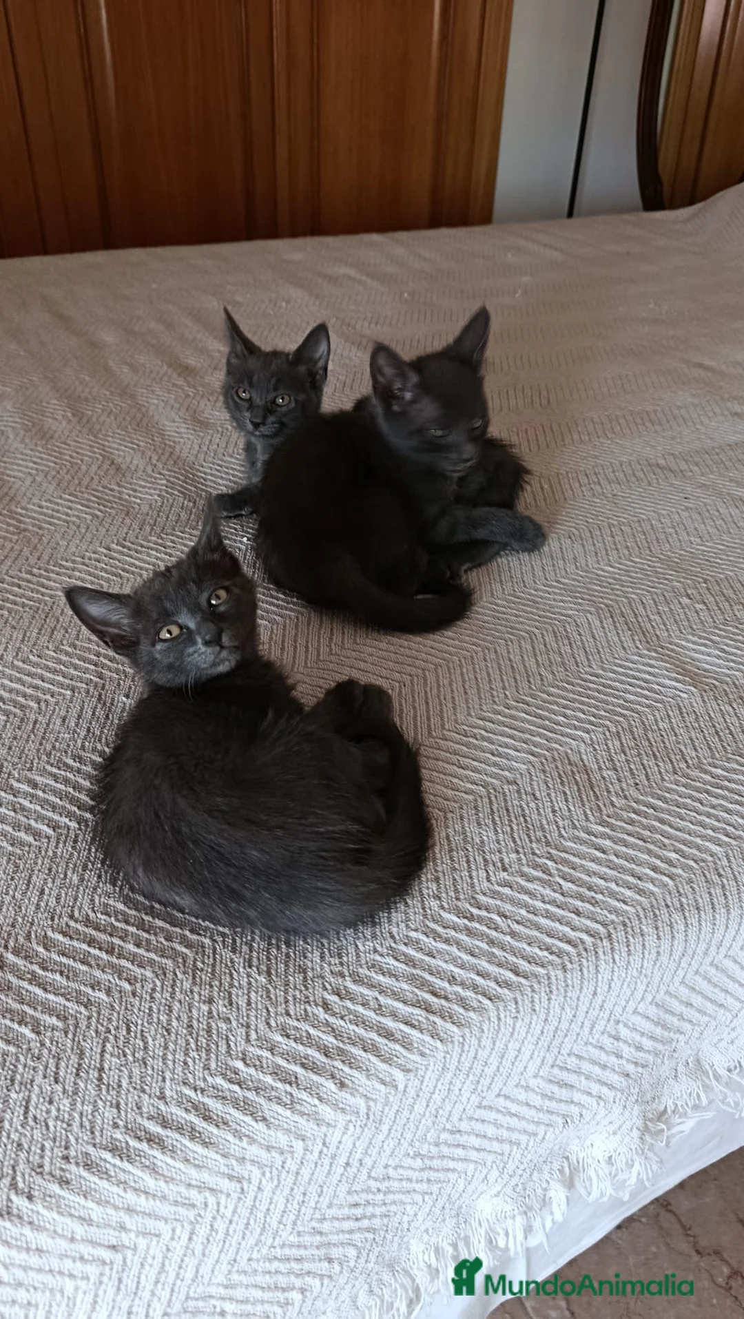 Azul Ruso gatos en venta: Azul ruso hipoalergénico  - Anuncio 2