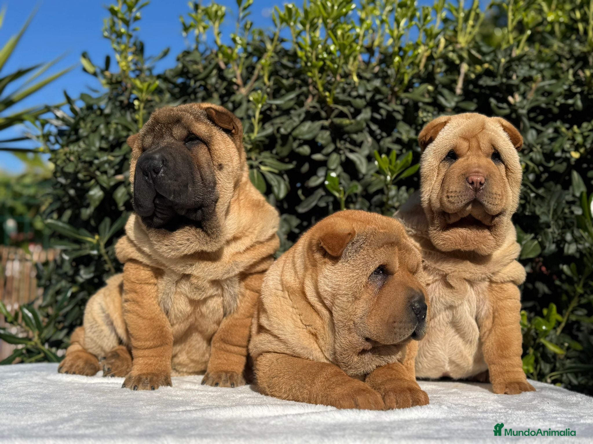 Shar Pei perros CACHORROS SHAR PEI en Málaga - Anuncio 26