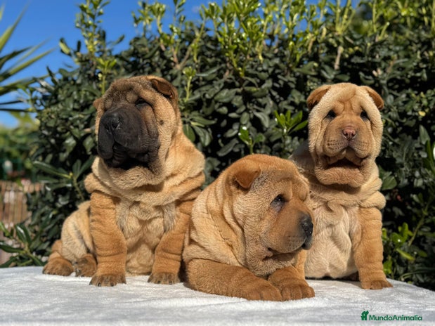 Shar Pei perros CACHORROS SHAR PEI en Málaga - Anuncio 11