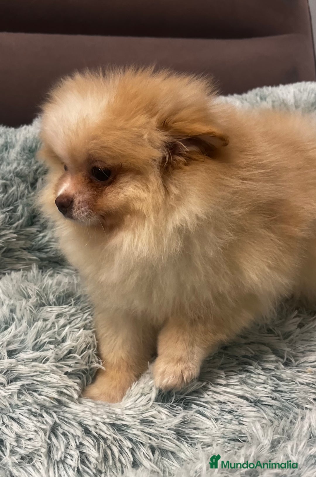 Pomerania perros en venta: Pomerania - Anuncio 3