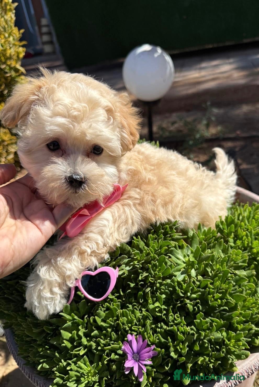Maltipoo perros Maltipoo Disponible Hembra !!! - Anuncio 2