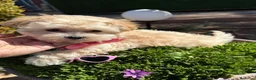 Maltipoo perros en venta: Maltipoo Disponible Hembra !!! - Anuncio 1