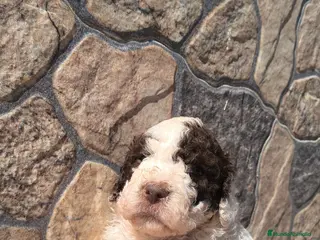 Perro de Agua Español perros Preciosos perros de agua chocolate en Málaga - Anuncio 1