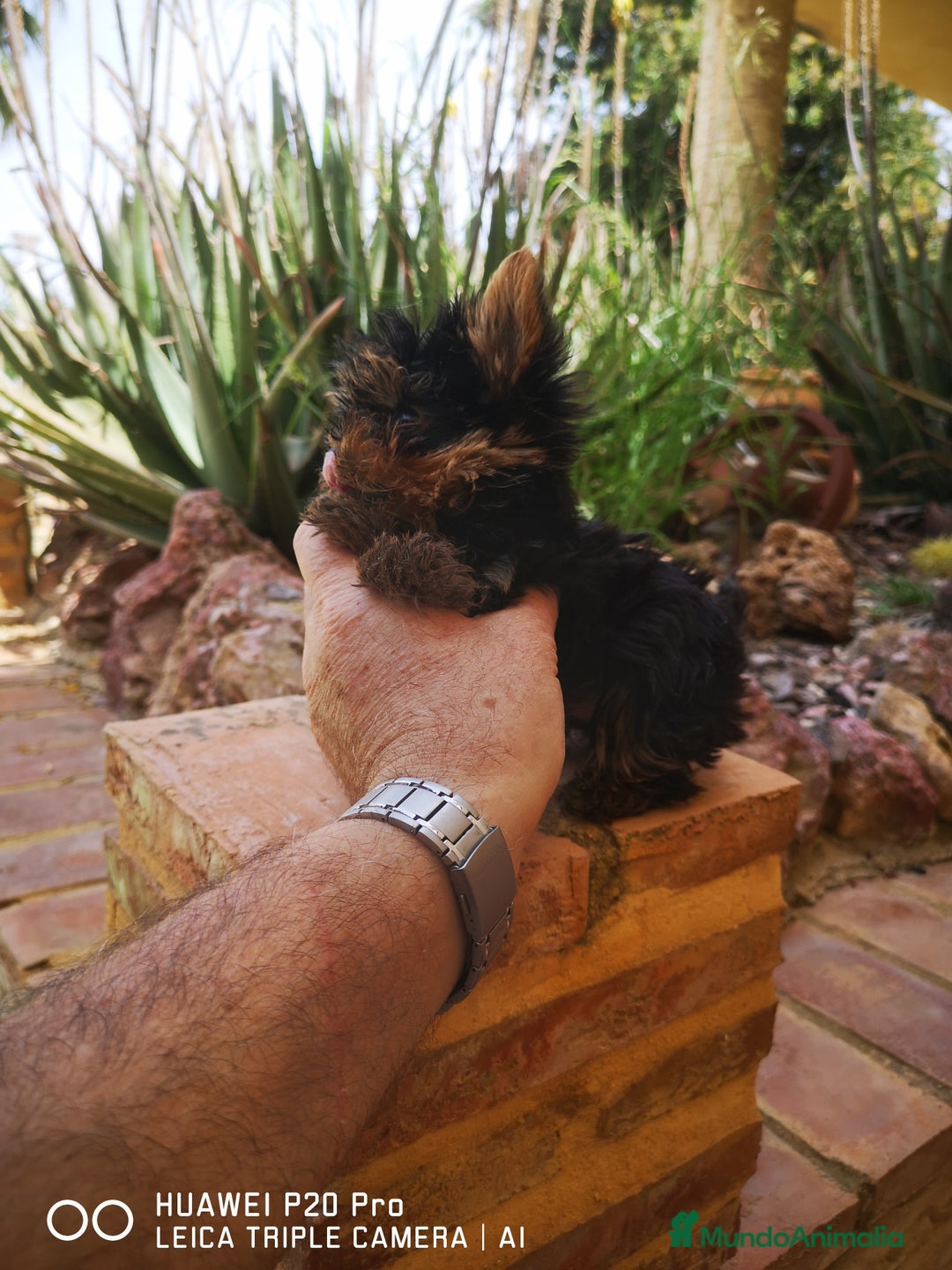 Yorkshire Terrier perros en venta: Cachorros de yorkshire mini - Imagen 3