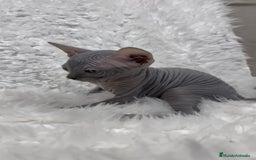 Sphynx gatos en venta: gato sphynx - Imagen 7