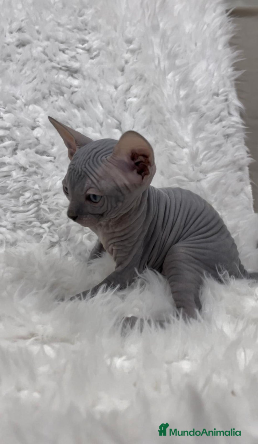 Sphynx gatos en venta: gato sphynx - Imagen 7