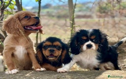 Cavalier King Charles Spaniel perros en venta: CAVALIER DISPONIBLES - Imagen 10