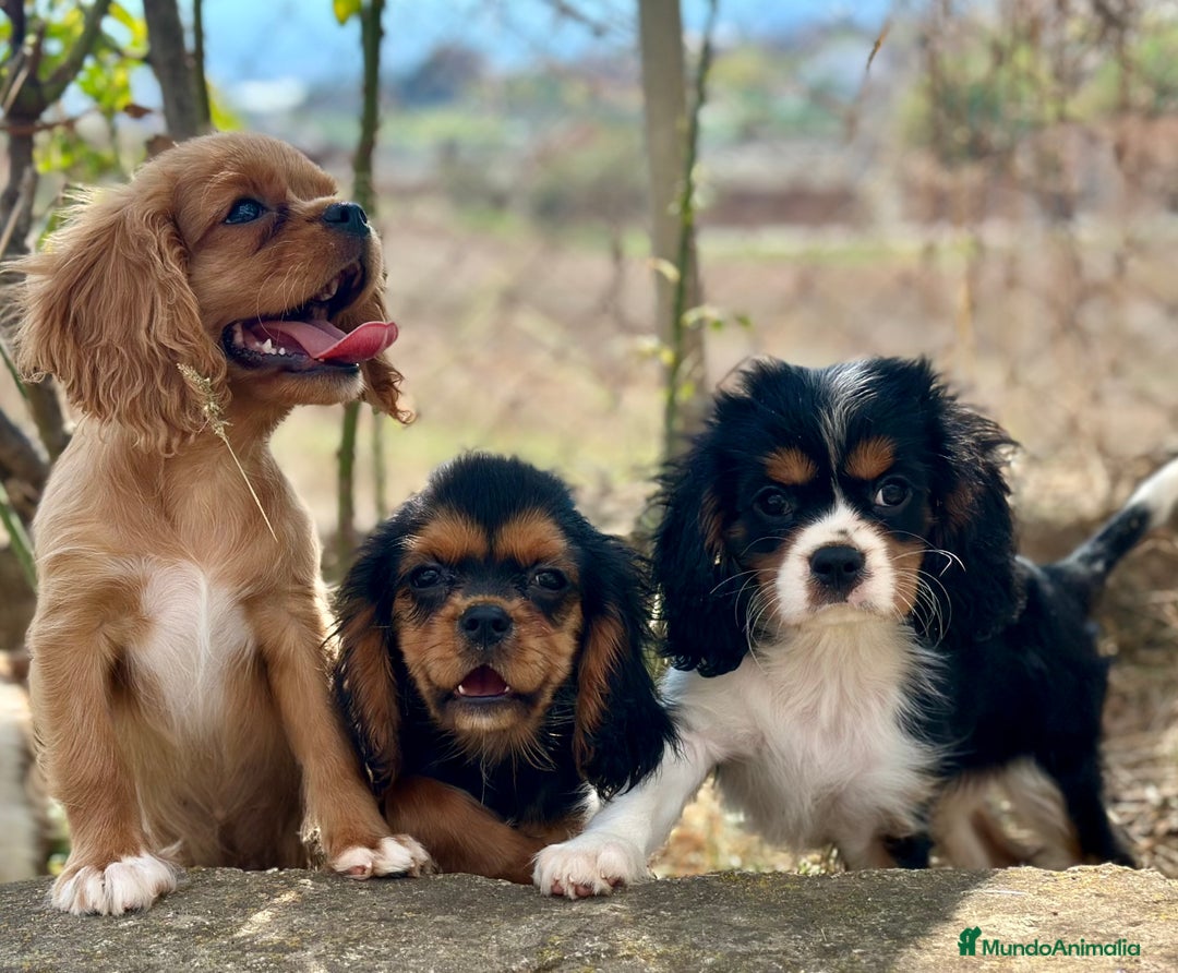 Cavalier King Charles Spaniel perros en venta: CAVALIER DISPONIBLES - Imagen 10