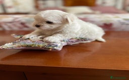 Bichón Maltés perros en venta: Bichon Maltés hembra y macho  - Imagen 6