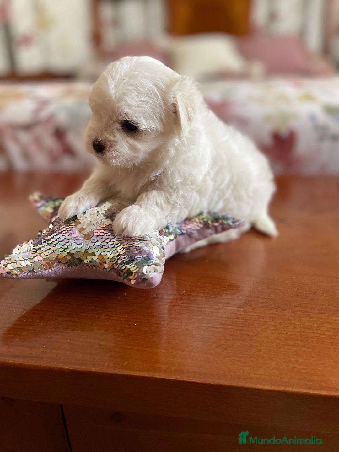 Bichón Maltés perros en venta: Bichon Maltés hembra y macho  - Imagen 6