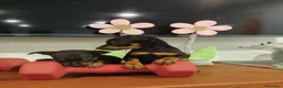 Pinscher Miniatura perros en venta: Pinscher miniatura  - Anuncio 2
