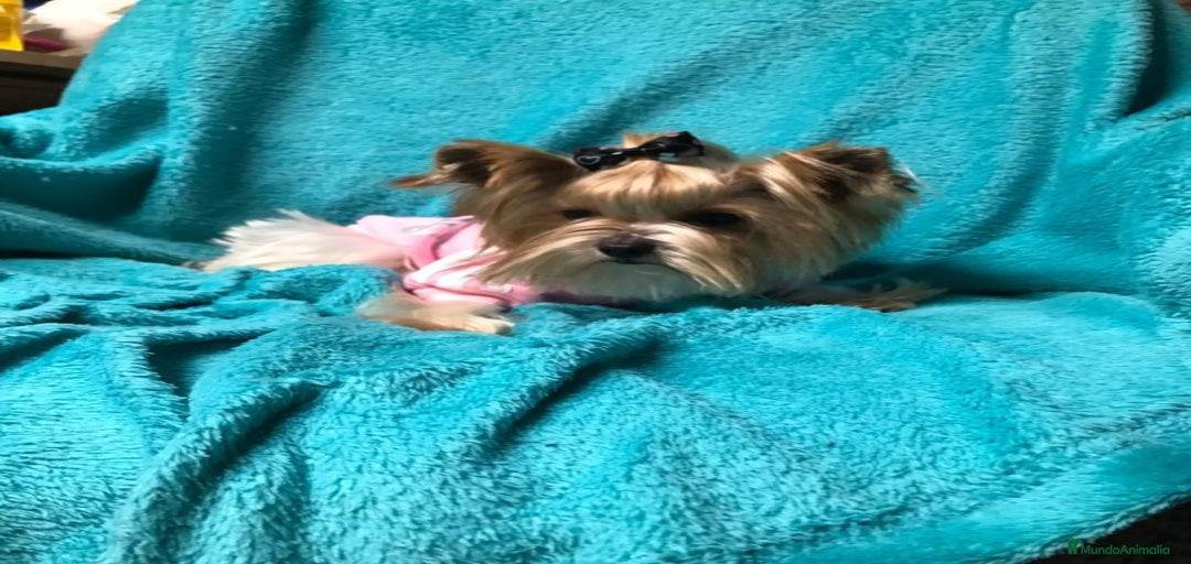 Imagen de galería {{count}}