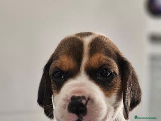 Beagle perros Beagle en jerez - Anuncio 10