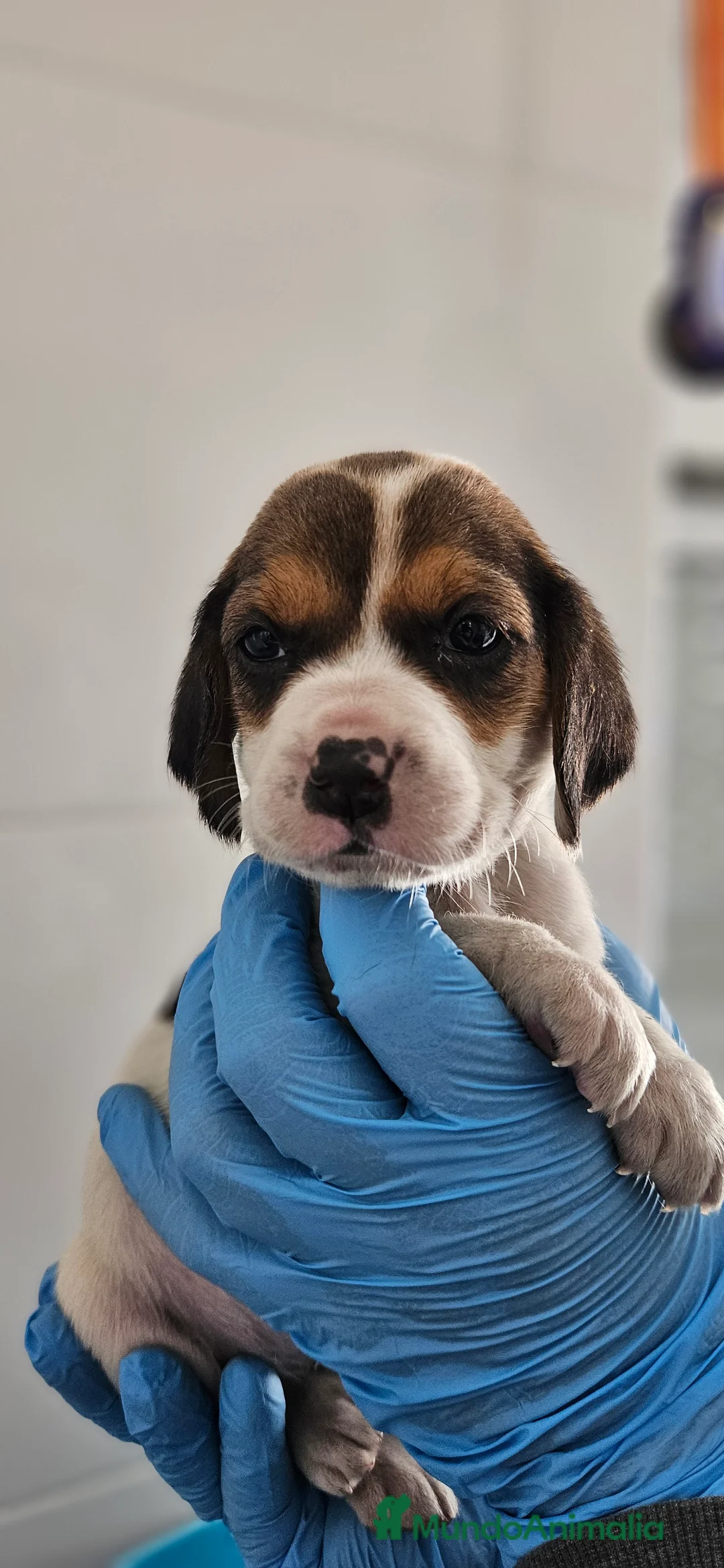 Beagle perros en venta: Beagle en jerez - Anuncio 1