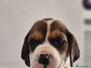 Beagle perros Beagle en jerez - Anuncio 22
