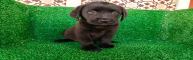 Labrador Retriever 6
