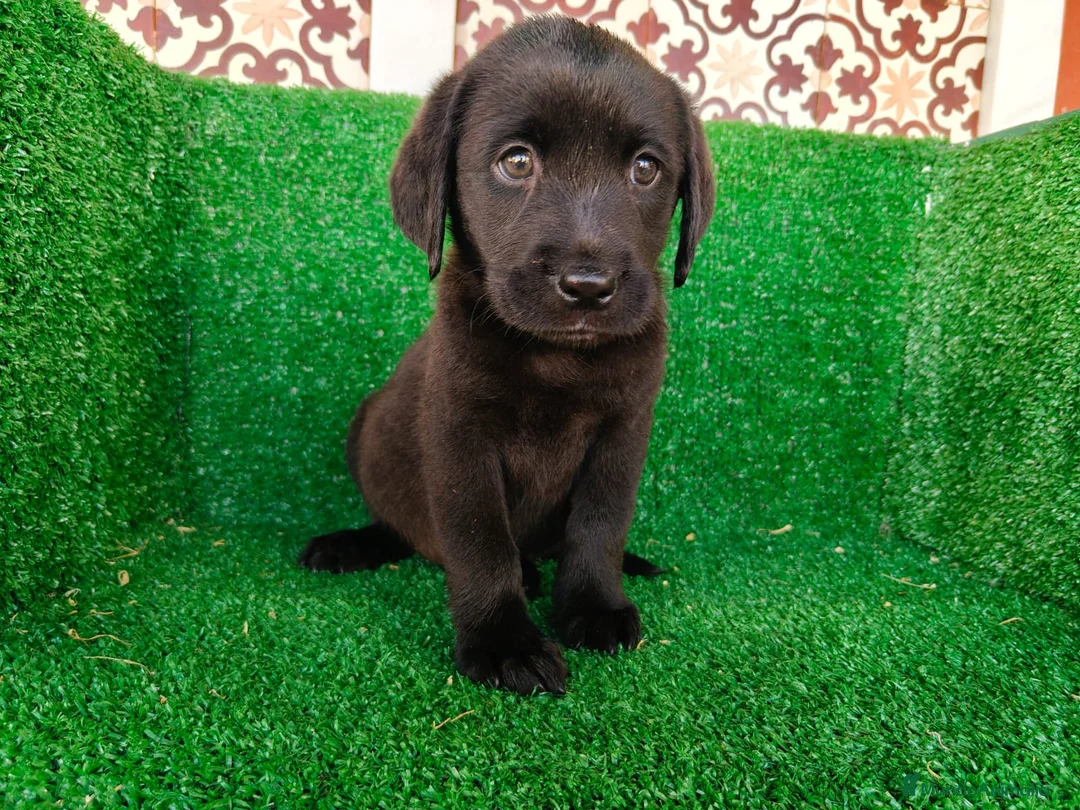 Labrador Retriever perros en venta: labrador retriever - Anuncio 18