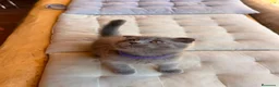 Británico de Pelo Corto Azul gatos en venta: Gatos british - Anuncio 7