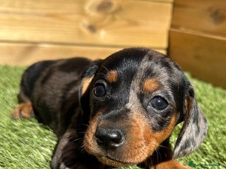 Teckel perros en Barcelona - Anuncio 20