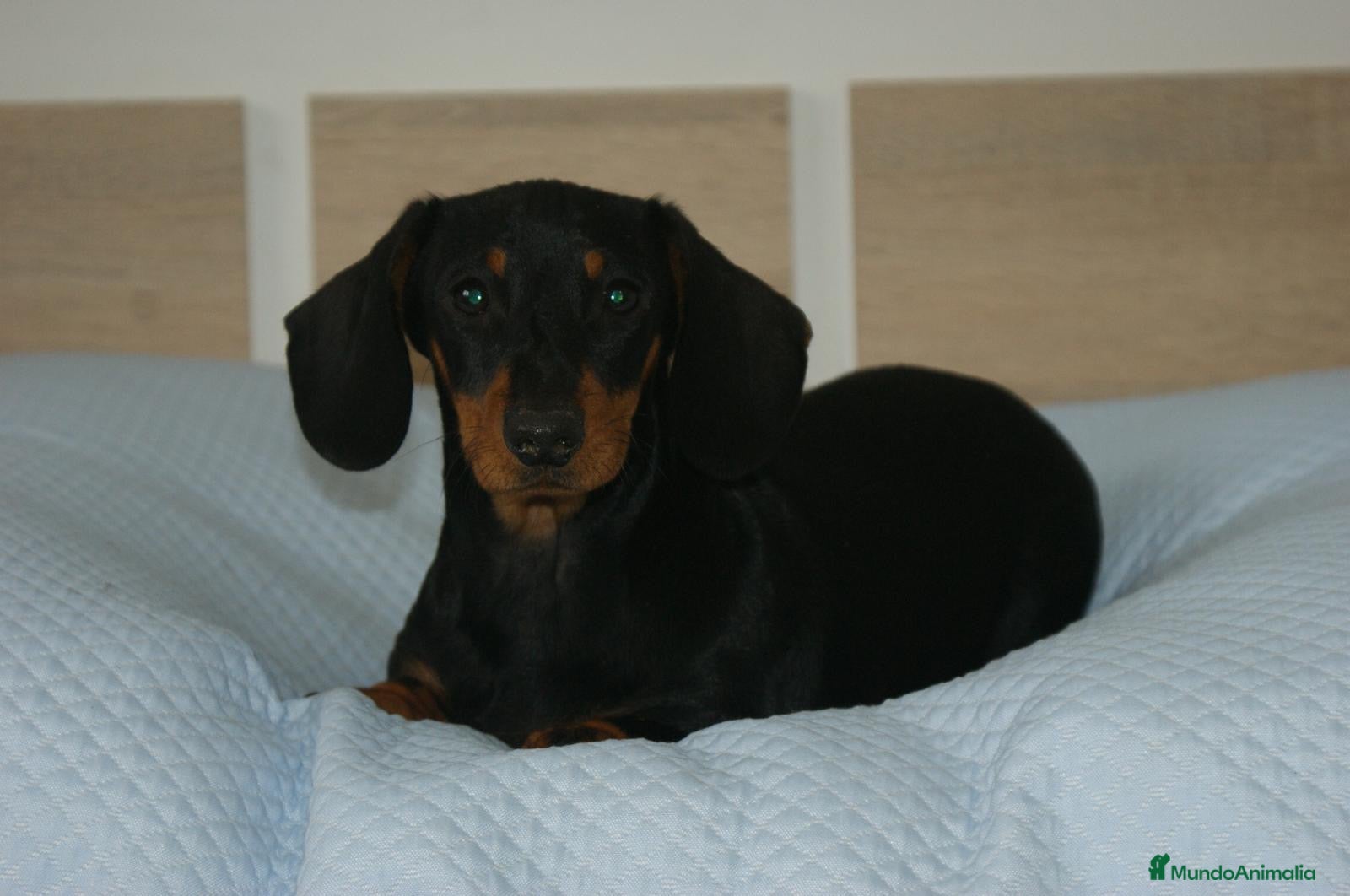 Teckel perros TECKEL KANINCHEN N/F - Anuncio 2