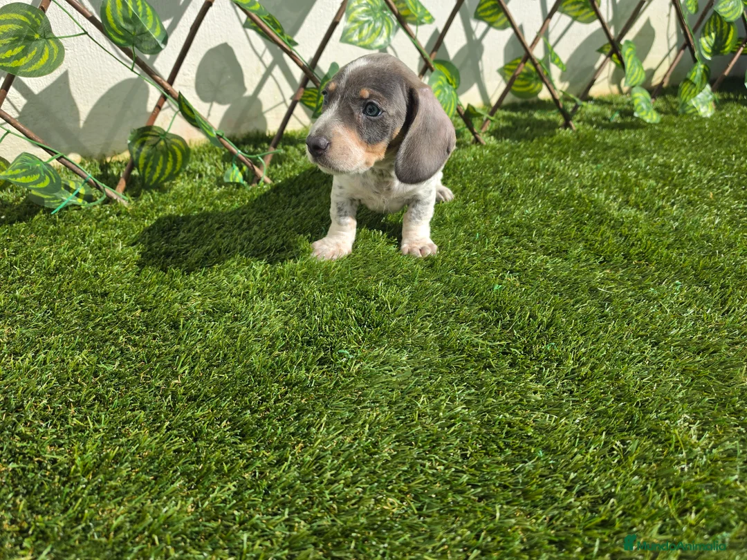 Teckel Miniatura perros en venta: TECKEL MINI PIELBALD BLUE - Anuncio 3