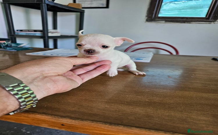 Chihuahua perros en Alicante - Anuncio 15